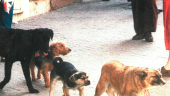 Cuatro perros sin collar vagan por una céntrica calle de la capital. / Archivo Histórico de Diario JAÉN.