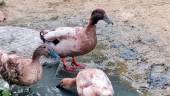 Según Pacma, los patos están “completamente abandonados”. 