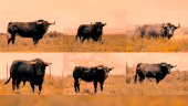 Los seis toros que serán lidiados con motivo de la festividad de la Virgen de la Capilla en la plaza de toros de Jaén. 
