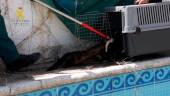 Rescate de una garduña de la piscina vacía. / Guardia Civil. 
