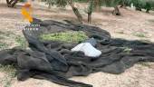 Aceituna de cornezuelo incautada el pasado 27 de septiembre en Jaén. / Guardia Civil.