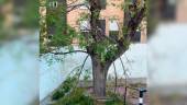 Ramas caídas del arbolado deteriorado del CEIP Alcalá Venceslada, en Jaén. / Ayuntamiento de Jaén.