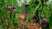 PLANTACIÓN. El agricultor Lolo Vera Escribano ha introducido este año una variedad “que le quitan de las manos”, el tomate azul índigo, para el que cuenta con la colaboración especial, como con el resto de variedades, de una colonia de abejorros, en la caja de cartón, dentro del propio invernadero rabiteño.