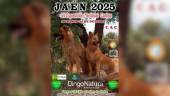 Cartel de la 54 Exposición Nacional Canina “Jaén 2025”. / Ifeja. 