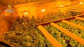 Plantación de marihuana incautada en Los Villares. / Guardia Civil. 