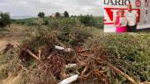 Olivos arrancados de raíz en la finca de Araceli Espejo. En la esquina superior derecha, Espejo sostiene la denuncia interpuesta junto con su marido, Juan Martínez. 