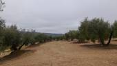 Imagen de archivo de un olivar en Lopera.