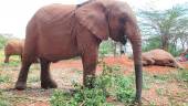 Elefantes en el Parque Nacional de Nairobi. / Diario JAÉN.