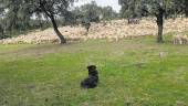EFÍMERO PASTO. Las lluvias de noviembre convirtieron las dehesas de Sierra Morena en un manto verde, ideal para ovejas. En la foto, El Porrosillo, en el término municipal de Arquillos.