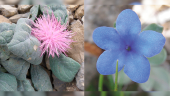 “Jurinea fontqueri” y “Glandora nitida”, dos especies singulares que habitan en Sierra Mágina. / Junta de Andalucía. 