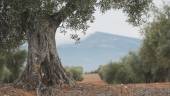 PAISAJE JIENNENSE. Un primer plano de un olivo “a punto” para la recogida del fruto en una explotación olivarera situada entre el municipio de Torredelcampo y la capital.