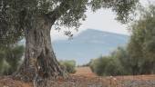 PAISAJE JIENNENSE. Un primer plano de un olivo “a punto” para la recogida del fruto en una explotación olivarera situada entre el municipio de Torredelcampo y la capital.