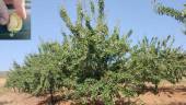 Cultivo de almendro de Francisco Elvira Arroyo, en el término municipal de Jaén.
