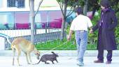 Paseo con mascotas en una calle de la capital. / Diario JAÉN.