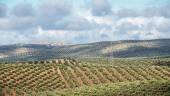 La provincia de Jaén, con más de sesenta y seis millones de olivos, es la principal productora de aceite de oliva de todo el mundo./ Agustín Muñoz / Diario JAÉN. 