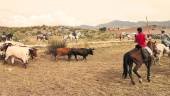 TRADICIÓN. Caballistas acompañan a las reses bravas hasta el casco urbano de Génave.