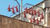 CRUDEZA. La zona de la polémica fue la valla de un patio en el que se colgaron animales muertos al sol. 