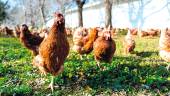 Decenas de gallinas en libertad en una finca ganadera. Desde ayer, hay que confinarlas por el riesgo de gripe aviar.