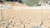 El calor y las altas temperaturas dañan los olivares de la provincia y afectan, principalmente, a los de secano en la actualidad. 