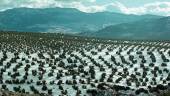 Olivar entre la nieve en una zona de la provincia de Jaén, en una imagen de archivo.