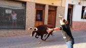 VALENTÍA. Un vecino de Orcera desafía a la vaca en la calle.