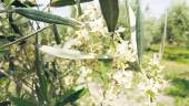 ALERGIA. Floración del olivo en plena primavera que provoca el aumento de granos de polen en el ambiente.