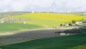 AGRICULTURA. Campo de olivar en la provincia jiennense con sus prados verdes.