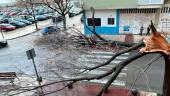 Árbol caído en la calle Principado de Asturias, en el Bulevar, esta mañana.