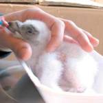 El pollo recién nacido recibiendo alimento. / Archivo Histórico de Diario JAÉN.