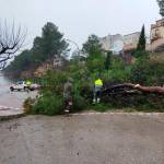 Pino caído en el Paseo de Santiago. / Ayuntamiento de Torreperogil.