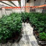 Imagen de la plantación incautada. / Policía Local de Linares.