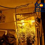 Plantación indoor de Marihuana confiscada a un detenido de 45 años.