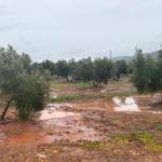 Olivar en el término municipal de Montizón. Archivo. / Diario JAÉN.