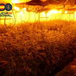 Plantación de marihuana en Linares. / Policía Nacional.