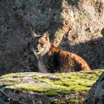 Imagen de archivo de un lince ibérico, en la Sierra de Andújar. / Eduardo Gómez. 