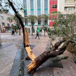 Un árbol partido en la calle Roldán y Marín. / Diario JAÉN. 