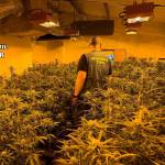 Plantación de marihuana en Alcalá la Real. / Guardia Civil. 