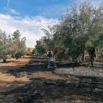 Imagen de archivo de la recogida de aceituna en un tajo de la provincia de Jaén. / COAG Jaén.
