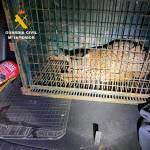 Joven ejemplar de Lince herido en Lora del Río, rescatado y evacuado al Centro de Recuperación de Jaén. / Guardia Civil.
