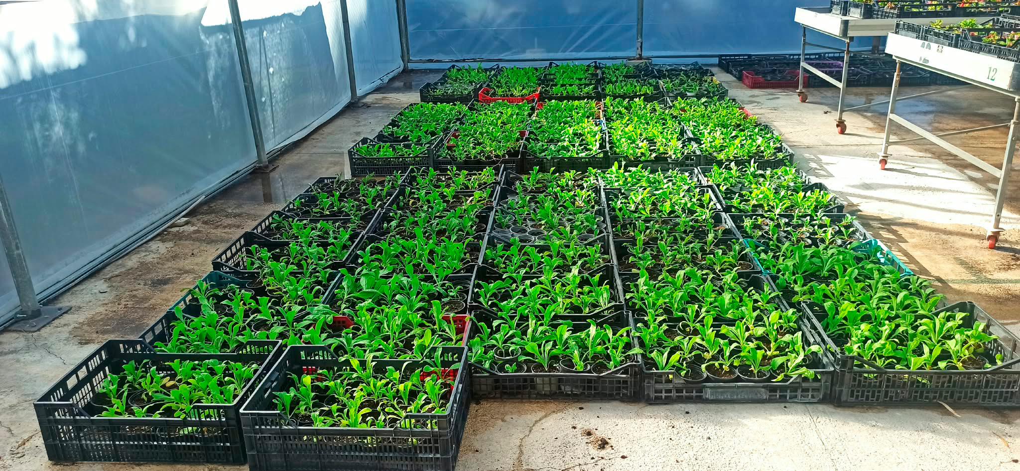 La campaña de plantación de otoño-invierno en Jaén comienza la semana que viene con 4.000 plantas de flor