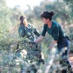 Jenifer Cano Vergara (29 años) y su madre, Elisa María Vergara, acuden a una explotación familiar para triturar las ramas de los olivos, una práctica habitual en el campo una vez que termina la recolección de la aceituna. / Diario JAÉN.