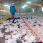 Granja de pollos de La Bobadilla, en Alcaudete. / Archivo Histórico de Diario JAÉN.