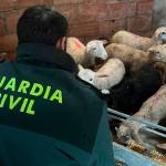 Corderos recuperados. / Guardia Civil.