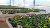 Unas 36.000 plantas engalanarán la ciudad.