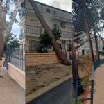 Estado de los pinos afectados en Albanchez de Mágina. / Fotografías: Francisco Lagunas.