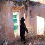 Imagen de archivo de Simba ahorcado. / Galgos del Sur vía Europa Press.