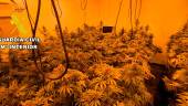 Imagen de archivo de una plantación de marihuana. / Guardia Civil de Jaén.