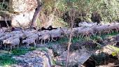 Ovejas de El Campillo a su paso por el Puente Romano de Cañamares. / Fotografía y vídeo de Inmaculada Cepillo.