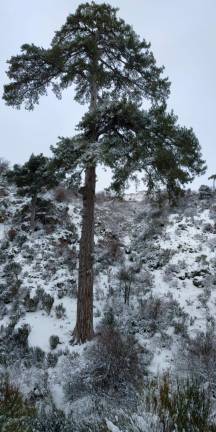 El pino Galapán de los campos de Hernán Pelea completamente nevado