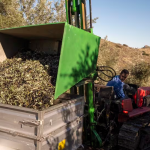 Recolección de aceituna en un tajo de Sierra Mágina. Archivo. / DO Sierra Mágina.